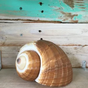 Tonia Seashell for Wedding Favors, Terrariums, & Crafts - Single Ethically Sourced Shell - Image 2