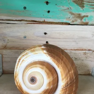 Tonia Seashell for Wedding Favors, Terrariums, & Crafts - Single Ethically Sourced Shell - Image 1