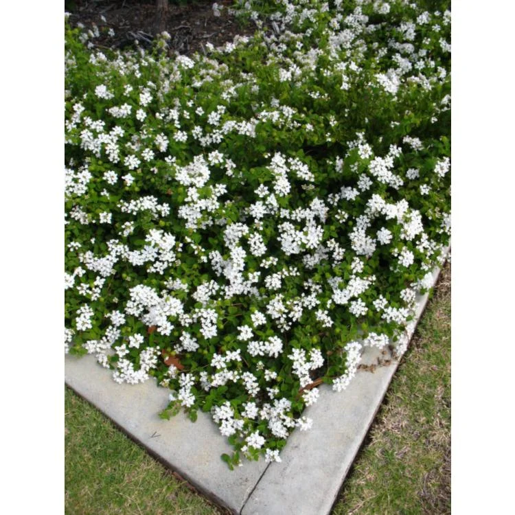 Trailing White Lantana Live Plants (2-Pack) 5-9 inch - Weeping Montevidensis Groundcover - Image 2
