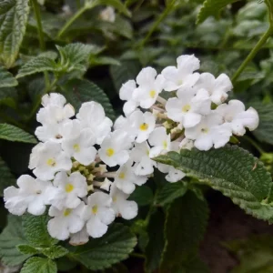 Trailing White Lantana Live Plants (2-Pack) 5-9 inch - Weeping Montevidensis Groundcover - Image 3