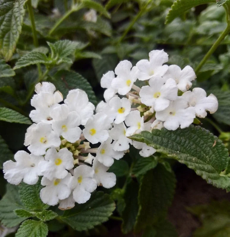 Trailing White Lantana Live Plants (2-Pack) 5-9 inch - Weeping Montevidensis Groundcover - Image 3