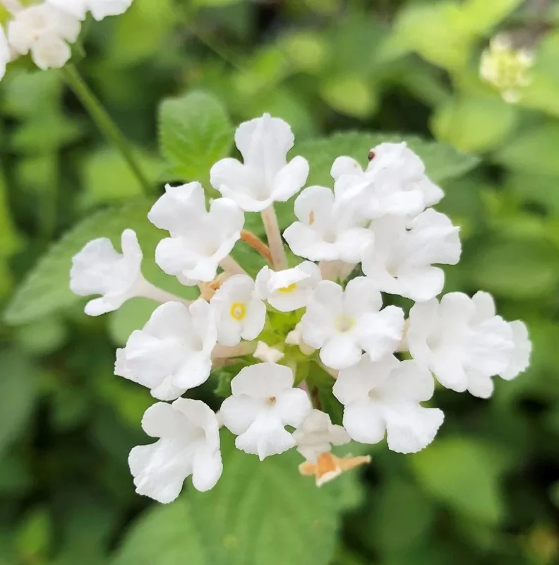 Trailing White Lantana Live Plants (2-Pack) 5-9 inch - Weeping Montevidensis Groundcover - Image 4