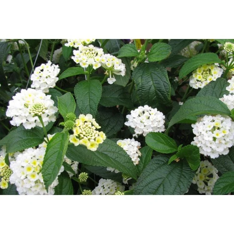 Trailing White Lantana Live Plants (2-Pack) 5-9 inch - Weeping Montevidensis Groundcover - Image 5