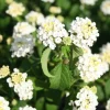 Trailing White Lantana Live Plants (2-Pack) 5-9 inch - Weeping Montevidensis Groundcover - Image 1