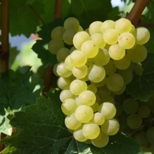 Traminette Grape Vine Live Plant - 2 Pack, 5-9 Inches Tall, Cold-Tolerant, Outdoor - Image 3