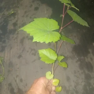 Traminette Grape Vine Live Plant - 2 Pack, 5-9 Inches Tall, Cold-Tolerant, Outdoor - Image 4