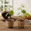 Traminette Grape Vine Live Plant - 2 Pack, 5-9 Inches Tall, Cold-Tolerant, Outdoor - Image 1
