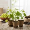 Traminette Grape Vine Live Plant – 4 Pack, 5-9 Inches Tall – Cold Hardy for Home Vineyards - Image 1