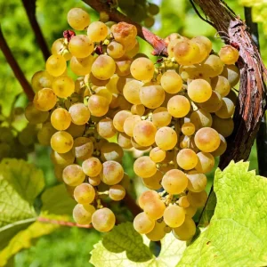 Traminette Grape Vine Live Plant – 5-9 Inches Tall – Cold Hardy Hybrid Grape for Home Vineyards, Outdoor - Image 2