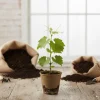 Traminette Grape Vine Live Plant – 5-9 Inches Tall – Cold Hardy Hybrid Grape for Home Vineyards, Outdoor - Image 1