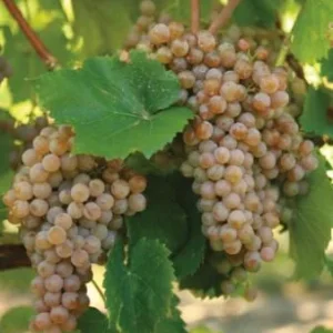 Traminette Grape Vine Live Plant – 5-9 Inches Tall – Cold Hardy Hybrid Grape for Home Vineyards, Outdoor - Image 5
