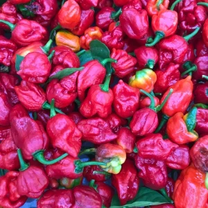 Trinidad Moruga Scorpion Live Plants - 3 Pack Super Hot Pepper, 2,000,000+ SHU, Outdoor - Image 2