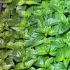 Trinidad Moruga Scorpion Live Plants - 3 Pack Super Hot Pepper, 2,000,000+ SHU, Outdoor - Image 1