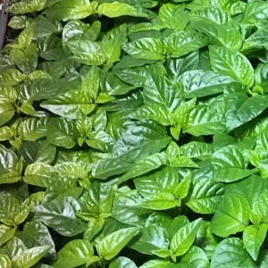 Trinidad Moruga Scorpion Live Plants - 3 Pack Super Hot Pepper, 2,000,000+ SHU, Outdoor - Image 1
