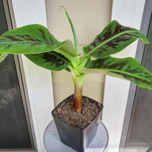 Truly Tiny Banana Live Plant (Musa) - 5-9 Inches Tall, Dwarf Edible Banana Variety, Indoor/Outdoor - Image 2
