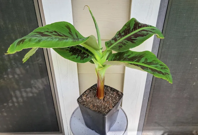 Truly Tiny Banana Live Plant (Musa) - 5-9 Inches Tall, Dwarf Edible Banana Variety, Indoor/Outdoor - Image 2