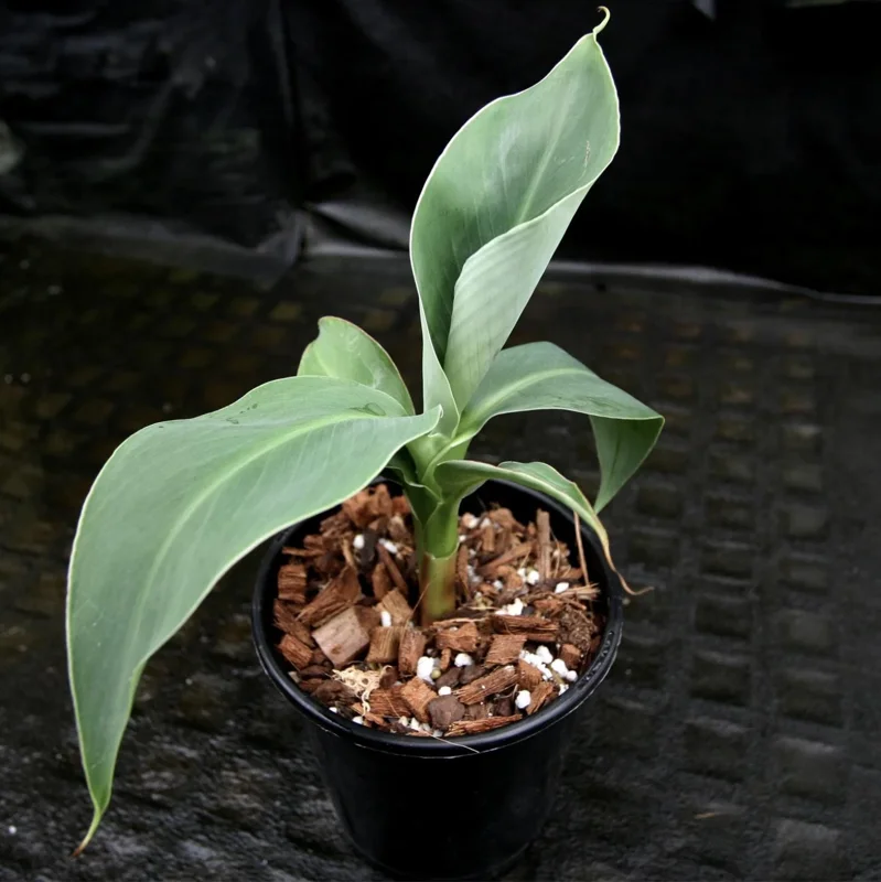Truly Tiny Banana Live Plant (Musa) - 5-9 Inches Tall, Dwarf Edible Banana Variety, Indoor/Outdoor - Image 4