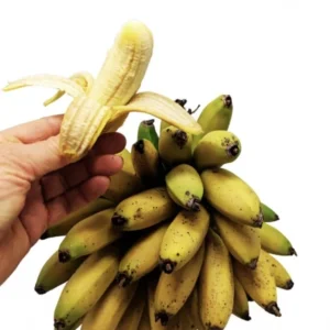 Truly Tiny Banana Live Plant (Musa) - 5-9 Inches Tall, Dwarf Edible Banana Variety, Indoor/Outdoor - Image 1