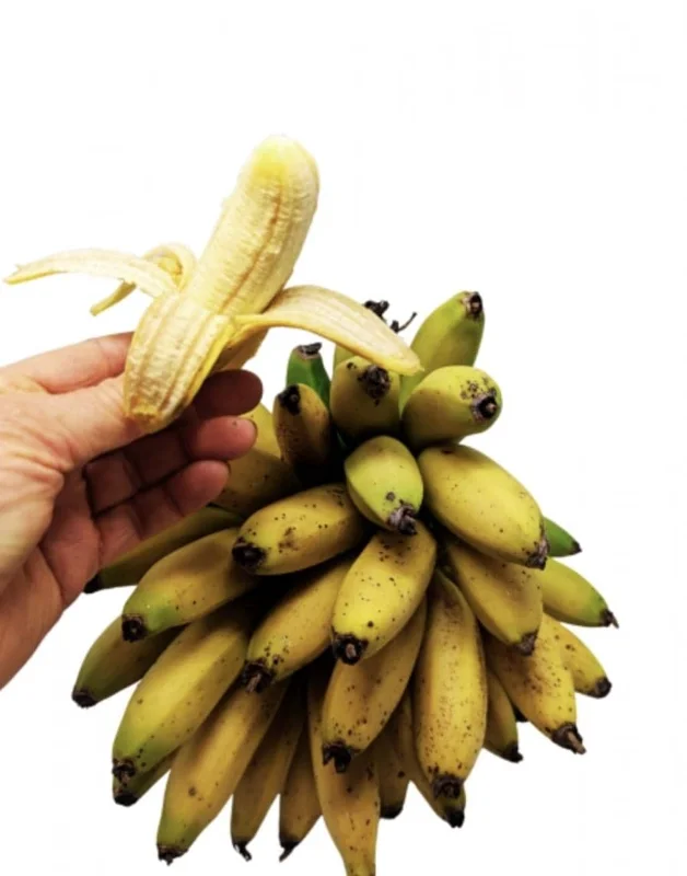 Truly Tiny Banana Live Plant (Musa) - 5-9 Inches Tall, Dwarf Edible Banana Variety, Indoor/Outdoor - Image 1