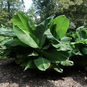 Truly Tiny Banana Live Plant (Musa) - 5-9 Inches Tall, Dwarf Edible Banana Variety, Indoor/Outdoor - Image 6