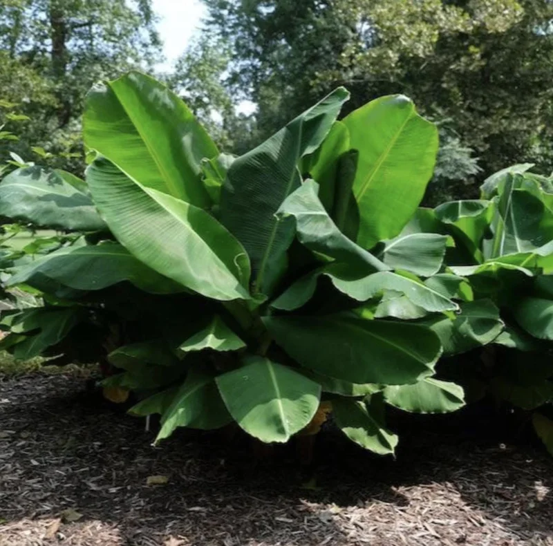 Truly Tiny Banana Live Plant (Musa) - 5-9 Inches Tall, Dwarf Edible Banana Variety, Indoor/Outdoor - Image 6