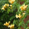 Trumpet Creeper 'Flava' Live Plant - Orange-Yellow Flowers, 3-6 Inch Starter - Image 1