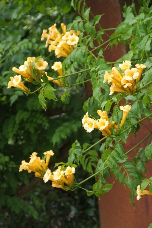 Trumpet Creeper 'Flava' Live Plant - Orange-Yellow Flowers, 3-6 Inch Starter - Image 1
