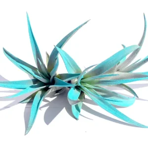 Turquoise Air Plant Mix 3 Tillandsia Live Plant 4-6 inches for Terrarium Decor - Image 2