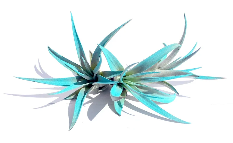 Turquoise Air Plant Mix 3 Tillandsia Live Plant 4-6 inches for Terrarium Decor - Image 2