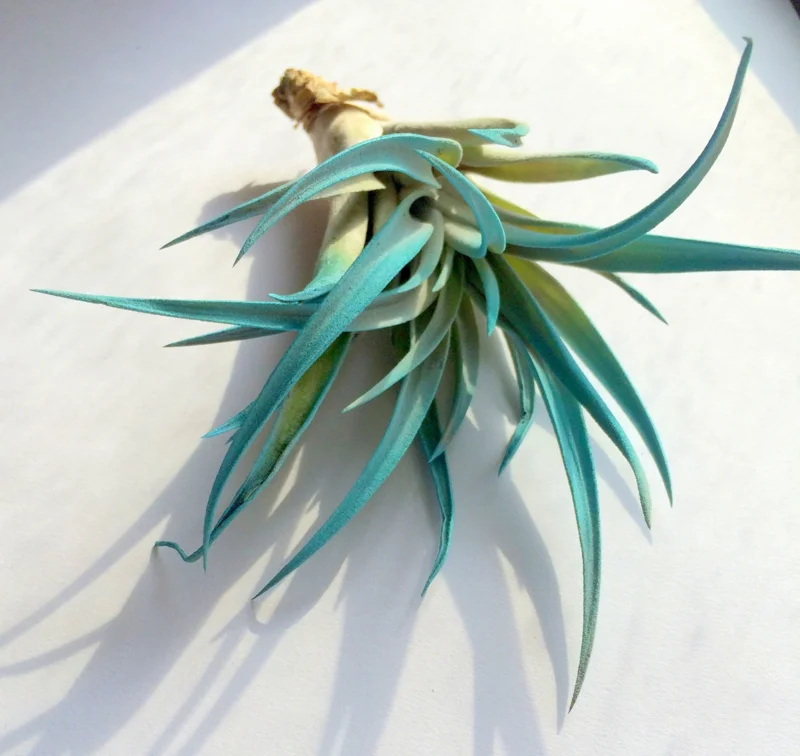 Turquoise Air Plant Mix 3 Tillandsia Live Plant 4-6 inches for Terrarium Decor - Image 3