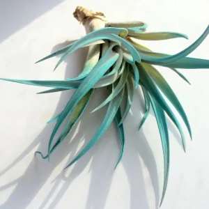 Turquoise Air Plant Mix 3 Tillandsia Live Plant 4-6 inches for Terrarium Decor - Image 4