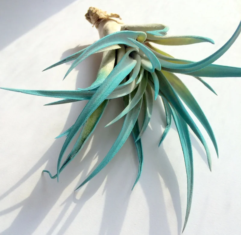 Turquoise Air Plant Mix 3 Tillandsia Live Plant 4-6 inches for Terrarium Decor - Image 4