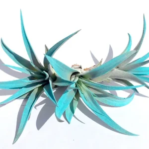 Turquoise Air Plant Mix 3 Tillandsia Live Plant 4-6 inches for Terrarium Decor - Image 1
