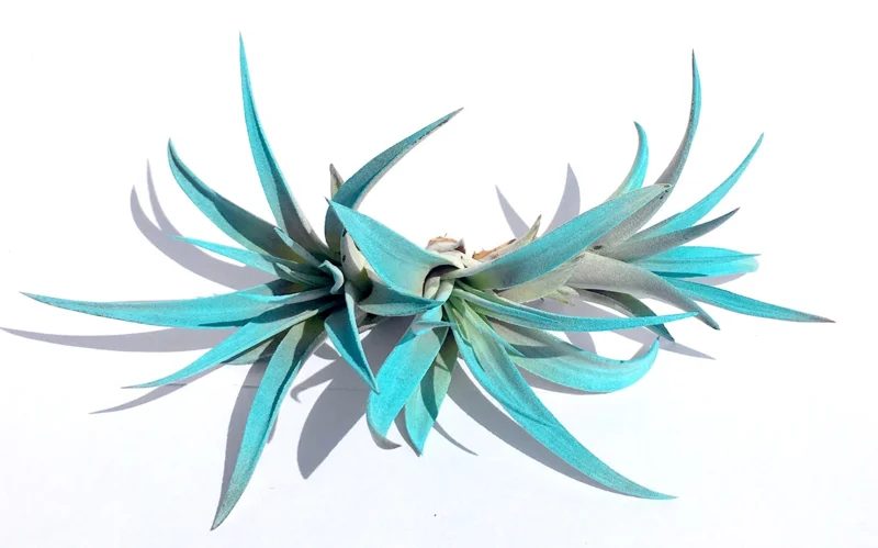Turquoise Air Plant Mix 3 Tillandsia Live Plant 4-6 inches for Terrarium Decor - Image 1