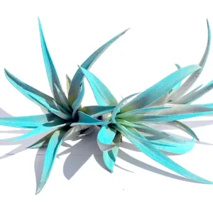 Turquoise Air Plant Mix 3 Tillandsia Live Plant Terrarium Decor 4-6 inches - Image 2