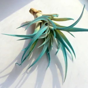 Turquoise Air Plant Tillandsia – Live Plant – 4-6 inches – Terrarium Decor - Image 1