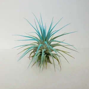 Turquoise Iona Air Plant Tillandsia - Live Plant - Indoor Decor - 2-3 inch - Image 2