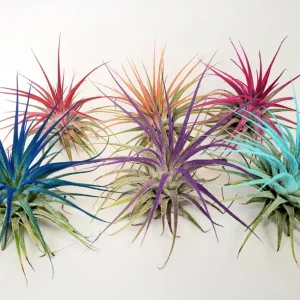 Turquoise Iona Air Plant Tillandsia - Live Plant - Indoor Decor - 2-3 inch - Image 3
