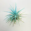 Turquoise Iona Air Plant Tillandsia - Live Plant - Indoor Decor - 2-3 inch - Image 1
