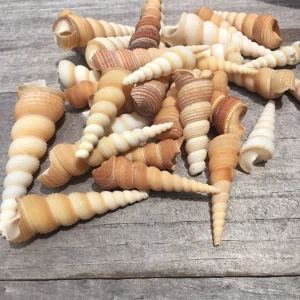 Turritella Seashells - Unicorn Horn Shells, Assorted Sizes, Set of 15 - Image 2