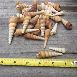 Turritella Seashells - Unicorn Horn Shells, Assorted Sizes, Set of 15 - Image 3