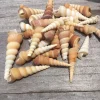 Turritella Seashells - Unicorn Horn Shells, Assorted Sizes, Set of 15 - Image 1