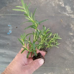 Tuscan Blue Rosemary Live Plants (3 Pack) – 5-8 Inch Culinary Herb for Garden/Containers - Image 2