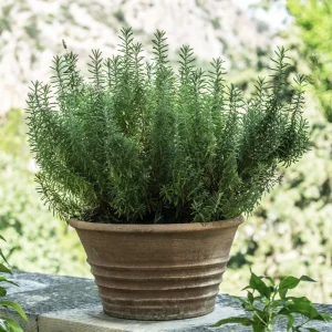 Tuscan Blue Rosemary Live Plants (3 Pack) – 5-8 Inch Culinary Herb for Garden/Containers - Image 3