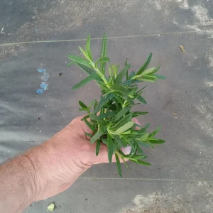 Tuscan Blue Rosemary Live Plants (3 Pack) – 5-8 Inch Culinary Herb for Garden/Containers - Image 4
