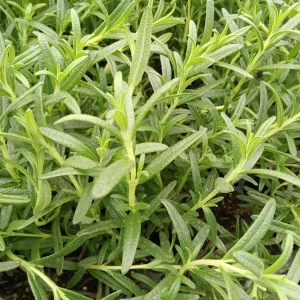 Tuscan Blue Rosemary Live Plants (3 Pack) – 5-8 Inch Culinary Herb for Garden/Containers - Image 5