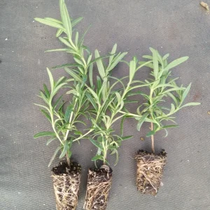 Tuscan Blue Rosemary Live Plants (3 Pack) – 5-8 Inch Culinary Herb for Garden/Containers - Image 6