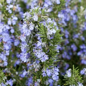 Tuscan Blue Rosemary Live Plants (3 Pack) – 5-8 Inch Culinary Herb for Garden/Containers - Image 7