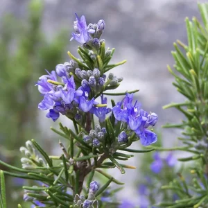 Tuscan Blue Rosemary Live Plants (3 Pack) – 5-8 Inch Culinary Herb for Garden/Containers - Image 1