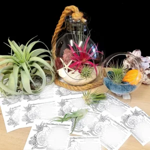 Undatus Sea Shell - Natural Beach Decor, Air Plant Holder, Terrarium Accent - 5 Inches & Up - Image 2